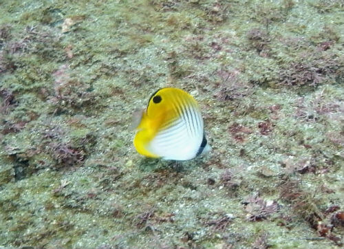 小田原のダイビングポイント福浦のトゲチョウチョウウオ