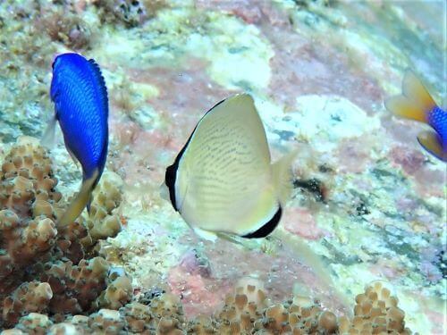 ゴマチョウチョウウオの幼魚＠柏島生物図鑑（高知県）｜ダイビングショップアリエス