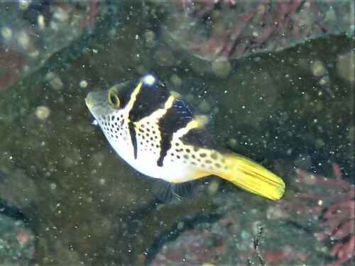 ノコギリハギの幼魚・千葉県伊戸｜ダイビングショップアリエス