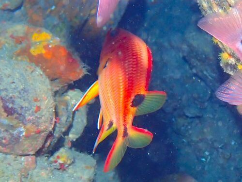 スミツキカノコ＠田子生物図鑑（西伊豆）｜ダイビングショップアリエス