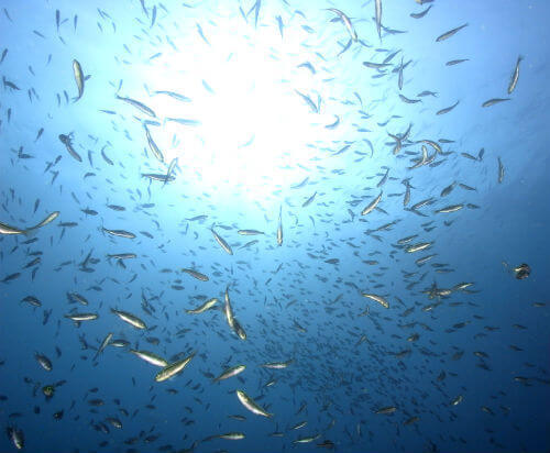 西伊豆のダイビングポイント井田はビーチとは思えない魚影の濃さ！