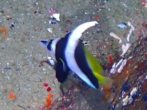 ムレハタタテダイ＠東伊豆・富戸｜ダイビングショップアリエス