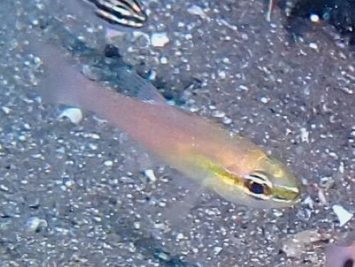 アオハナテンジクダイ＠西伊豆・大瀬崎｜ダイビングショップアリエス