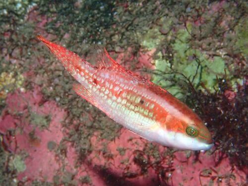 タコベラのオス＠井田生物図鑑（西伊豆）｜ダイビングショップアリエス