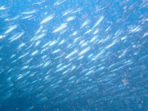 マサバ＠富戸生物図鑑（東伊豆）｜ダイビングショップアリエス