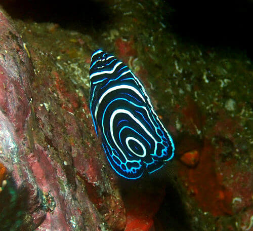 タテジマキンチャクダイの幼魚・東伊豆八幡野｜ダイビングショップアリエス