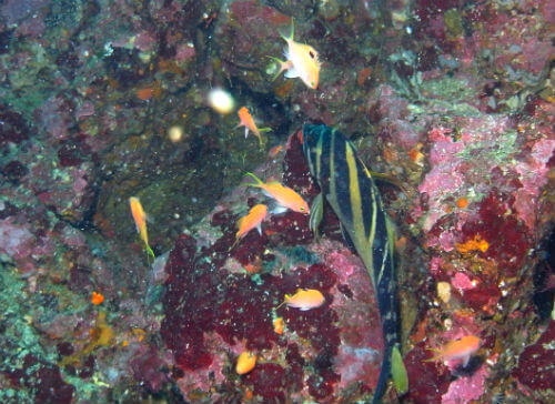 東伊豆のダイビングポイントIOPのサクラダイの幼魚