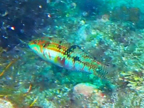 イナズマベラ@伊豆海洋公園生物図鑑｜ダイビングショップアリエス