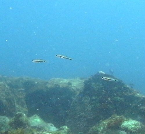 東伊豆のダイビングポイント富戸・クロユリハゼの幼魚