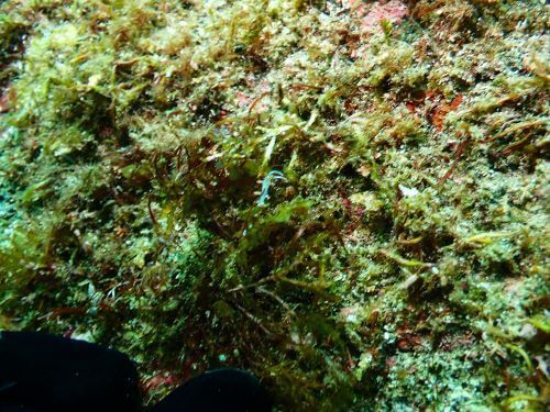 サキシマミノウミウシ＠伊豆海洋公園生物図鑑｜ダイビングショップアリエス