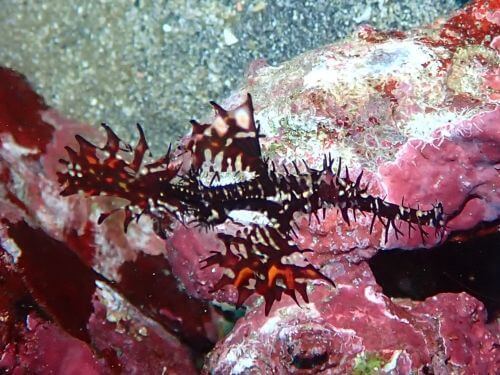 ニシキフウライウオ＠伊豆海洋公園｜ダイビングショップアリエス