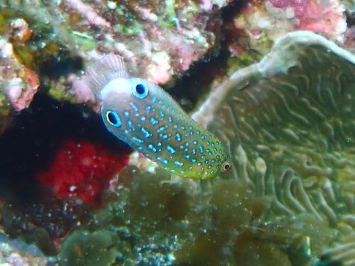 ホシススキベラの幼魚＠沖縄県久米島フォトギャラリー｜ダイビングショップアリエス