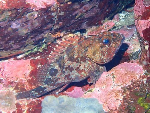 カサゴ＠東伊豆・八幡野｜ダイビングショップアリエス