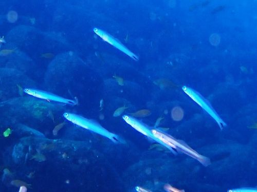 オグロクロユリハゼとクロユリハゼ＠西伊豆・大瀬崎｜ダイビングショップアリエス