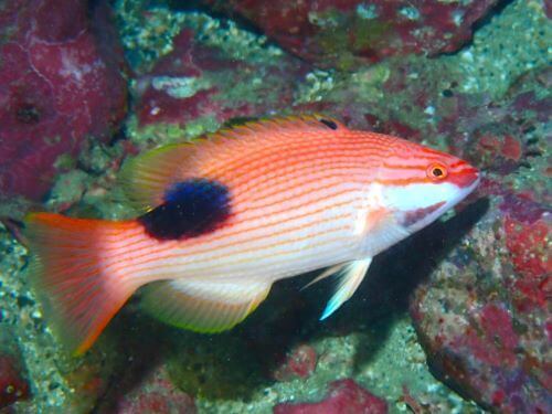 キツネベラの若魚＠柏島生物図鑑（高知県）｜ダイビングショップアリエス