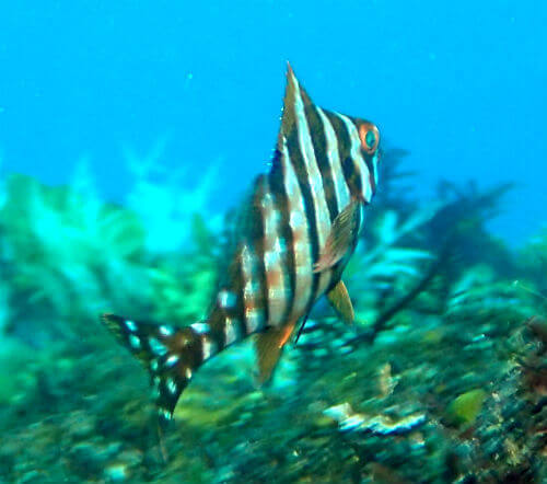 タカノハダイの幼魚・東伊豆八幡野｜ダイビングショップアリエス