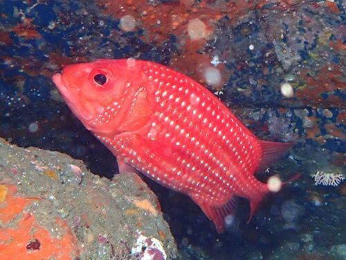 ヤセエビス＠赤沢生物図鑑（東伊豆）｜ダイビングショップアリエス