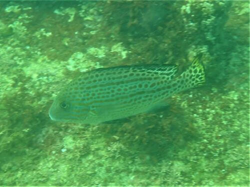 コロダイの若魚・小田原江之浦｜ダイビングショップアリエス