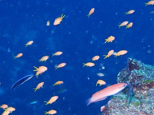 キンギョハナダイ＠東伊豆・八幡野｜ダイビングショップアリエス