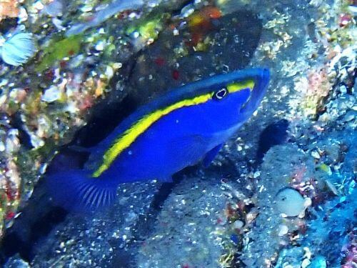 ルリハタ＠赤沢生物図鑑（東伊豆）｜ダイビングショップアリエス