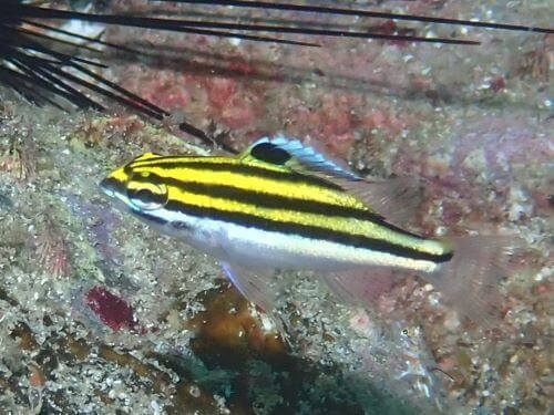 フタスジタマガシラの若魚＠柏島生物図鑑（高知県）｜ダイビングショップアリエス