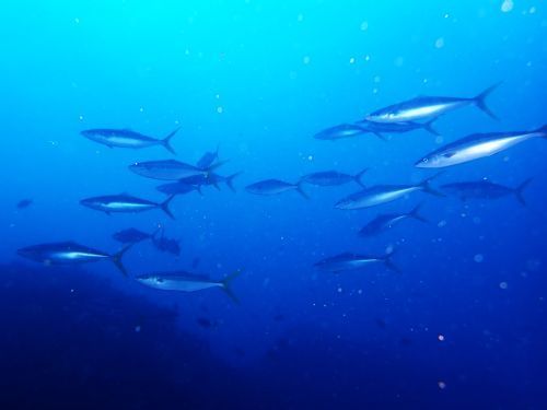 ツムブリ＠西川名フォトギャラリー（千葉県）｜ダイビングショップアリエス