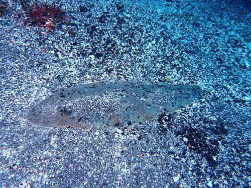 クロウシノシタ＠八幡野生物図鑑（東伊豆）｜ダイビングショップアリエス