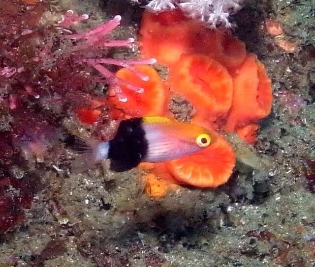 東伊豆のダイビングポイント北川で見たキツネベラの幼魚