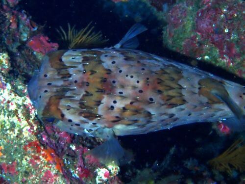 ハリセンボン＠東伊豆・富戸｜ダイビングショップアリエス