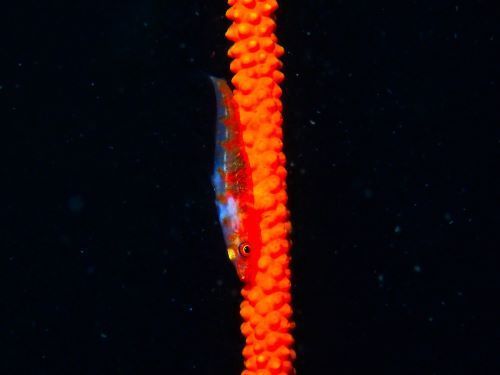 ガラスハゼ＠赤沢生物図鑑（東伊豆）｜ダイビングショップアリエス