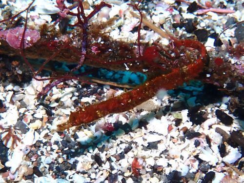 タツノイトコ＠東伊豆・八幡野｜ダイビングショップアリエス