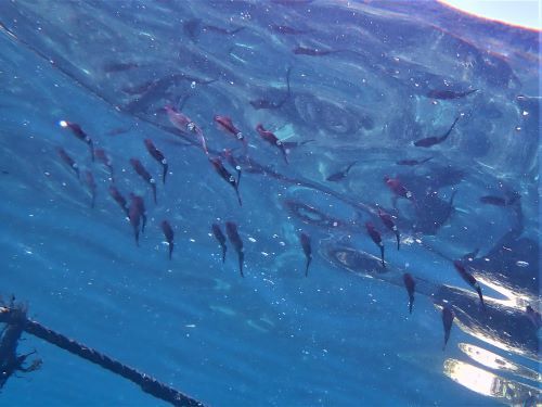 アオリイカの若魚＠富戸生物図鑑（東伊豆）｜ダイビングショップアリエス