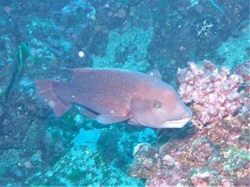 コブダイの若魚・東伊豆伊豆海洋公園（IOP)｜ダイビングショップアリエス