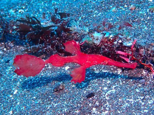 カミソリウオ＠大瀬崎生物図鑑（西伊豆）｜ダイビングショップアリエス