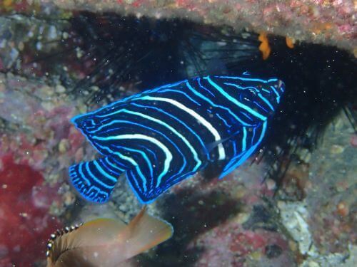 サザナミヤッコの若魚＠柏島生物図鑑（高知県）｜ダイビングショップアリエス