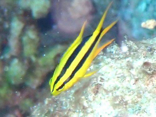 ヒレナガスズメダイの幼魚＠高知県・柏島｜ダイビングショップアリエス