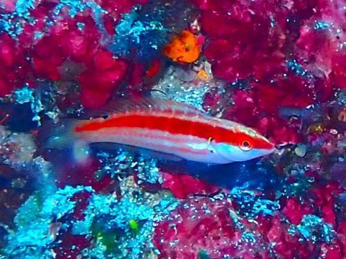 スジベラの若魚＠伊豆海洋公園生物図鑑（IOP)｜ダイビングショップアリエス