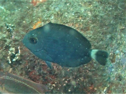 ニセカンランハギの幼魚・西伊豆井田｜ダイビングショップアリエス