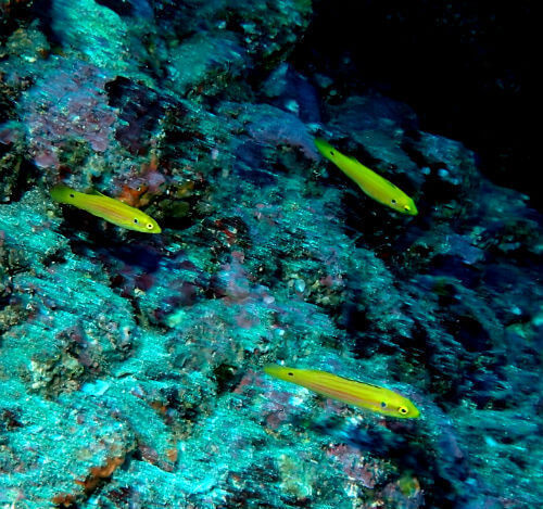 フタホシキツネベラの幼魚・東伊豆IOP｜ダイビングショップアリエス