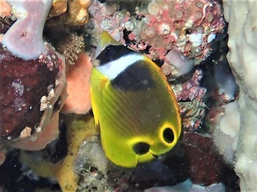 チョウハンの幼魚・東伊豆富戸｜ダイビングショップアリエス