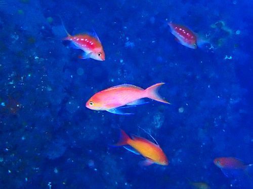 ナガハナダイ＠東伊豆・赤沢｜ダイビングショップアリエス