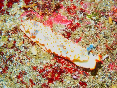 ハナオトメウミウシ＠西伊豆・雲見｜ダイビングショップアリエス
