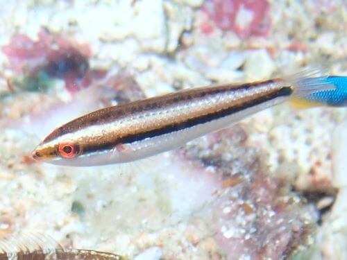 カミナリベラの幼魚＠柏島生物図鑑（高知県）｜ダイビングショップアリエス