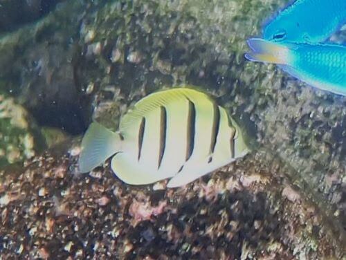 シマハギの幼魚＠富戸生物図鑑（東伊豆）｜ダイビングショップアリエス