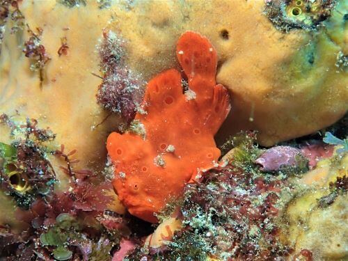 イロカエルアンコウ・東伊豆伊豆海洋公園（IOP)｜ダイビングショップアリエス｜ダイビングショップアリエス