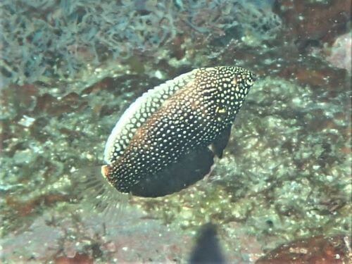 セジロノドグロベラの幼魚・東伊豆富戸｜ダイビングショップアリエス