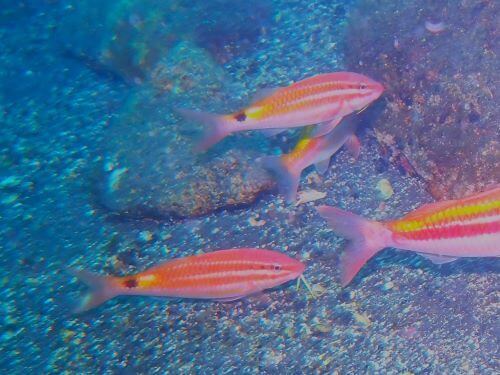 ホウライヒメジ＠大瀬崎生物図鑑（西伊豆）｜ダイビングショップアリエス