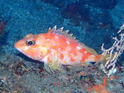 カサゴ＠東伊豆・赤沢｜ダイビングショップアリエス