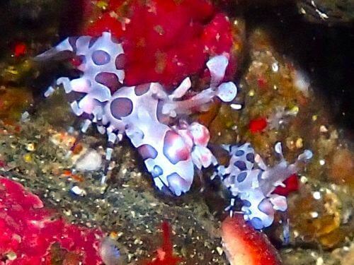 フリソデエビ＠富戸生物図鑑（東伊豆）｜ダイビングショップアリエス