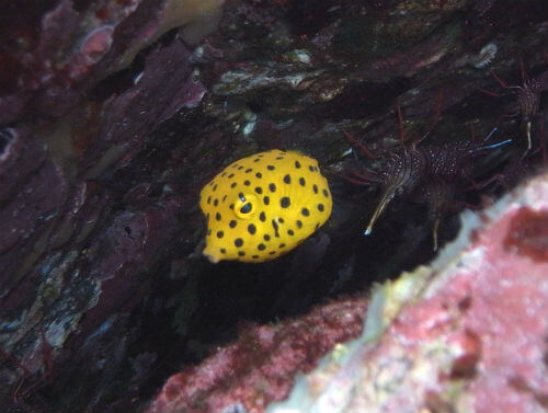 ミナミハコフグの幼魚　東伊豆富戸ファンダイブにて